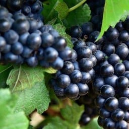 น้ำองุ่นสด