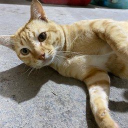 กาฟิว