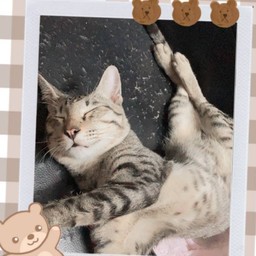 ทิปน้องเสือ