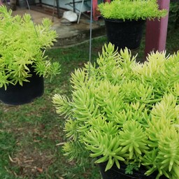 BOTAnISTA เมืองกระบี่