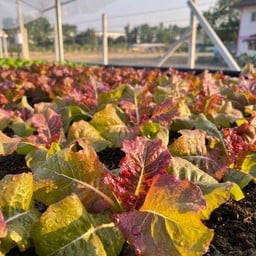 ผักสลัดออร์แกนิค Clean Food พันท้ายนรสิงห์