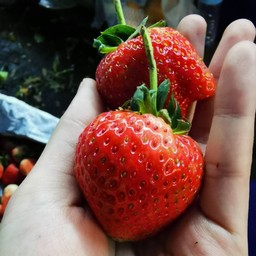 สตอเบอรี่(พันธ์หวาน)