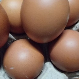 ไข่ไก่