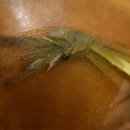 น้ำซุปใส