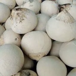 มะพร้าวเผา