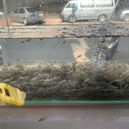 ยำกุ้งเต้น By โยเกิร์ต