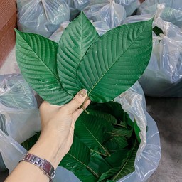 ใบสมุนไพรไทย 1 kg