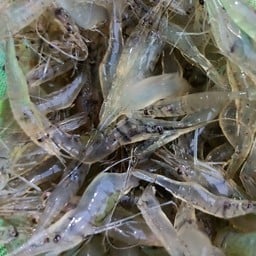 กุ้งเต้นเเม่แฝด มทส.ประตู 4