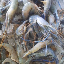 กุ้งก้ามกราม