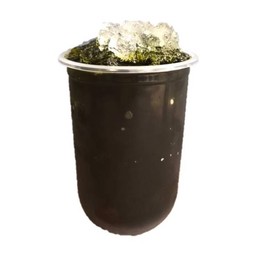 ชาเขียว(ใส)