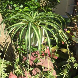 ต้นไม้ ไม้ผล ไม้ดอก ไม้ฟอกอากาศ