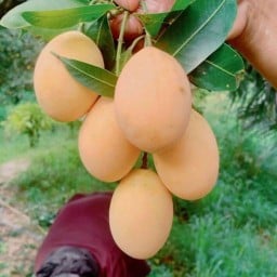 มะยงชิดสวนคุณพ่อ