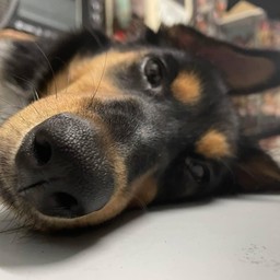 ทิปน้อนกาแฟตาปรือ