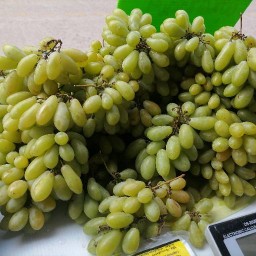 ไส้กรอกอีสาน3แสบ