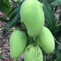 มะม่วงเปรี้ยว