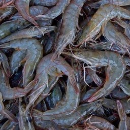 กุ้งสด