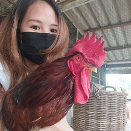 นมหมีโกโก้