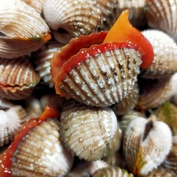 หอยแครงลวกไซส์XL.