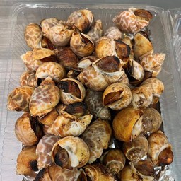 หอยหวาน