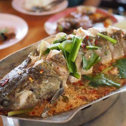 ปลาช่อนโฮกฮือ (ต้องสั่ง)