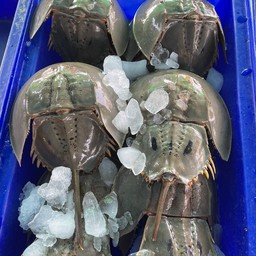 ยำไข่แมงดาทะเล