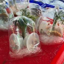 หอยนางรมชุด