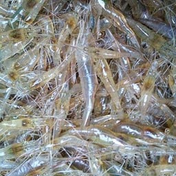 กุ้งฝอย