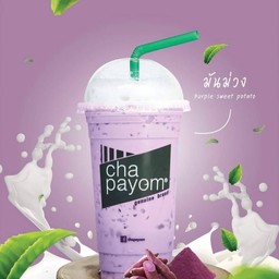 เผือกนมสด