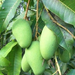 มะม่วงโชคอนัน กิโลละ