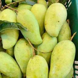 มะม่วงปลาตะเพียน  กิโลละ