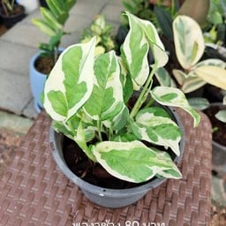 ครัวคุณเก้า อาหารตามสั่ง(ลานชิลล์)