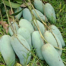 มะม่วงมันเขียวเสวย  กิโลละ