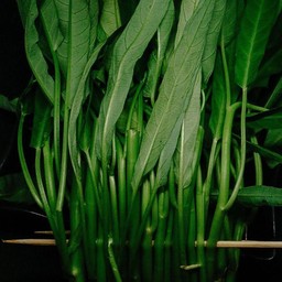 ผักบุ้ง