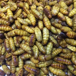 ยำเซียนตุ่น&แมลงทอด