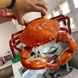 ปูเนื้อนึ่ง1โล