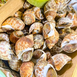 หอยหวาน