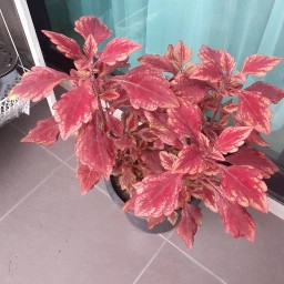 ต้นไม้มงคลหายาก ต้นไม้มงคล