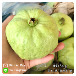 ฝรั่งกิมจู สวนสามพราน