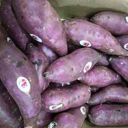 มันญี่ปุ่น