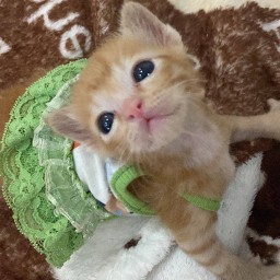 ม้าม้า~หู่ฮู้ฮู