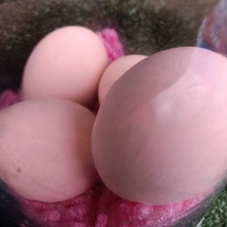 ไข่เยี่ยวม้า