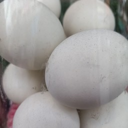 ไข่เค็ม