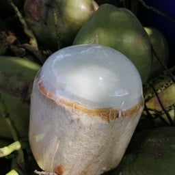 JJcoconut