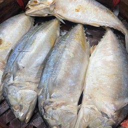 ปลาทูใหญ่ 500-600 กรัม 1 ตัว