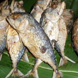 ปลาทู ใหญ่