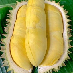 อาหารเจณัฏฐ์ ซอย3