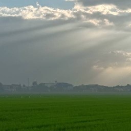 กระเพราพิศวาส .... กุนอนนา