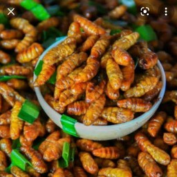 น้องภาคิน ข้าวคลุกน้ำพริก & ของทอด