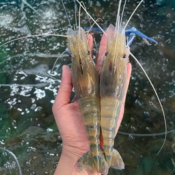 กุ้งเป็นไซส์ 13-15 ตัวโล