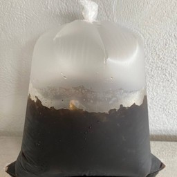 โอเลี้ยง